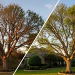 From Hazard to Harmony Tree Care for Transforming Your Texas Landscape