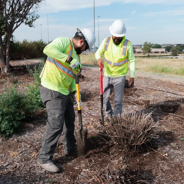 Plant Installation in Fort Worth Texas Black Hill Landscaping