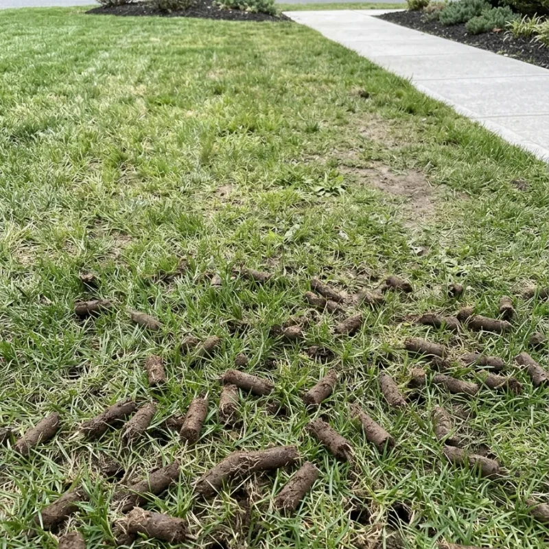 Aeration Services Arlington TX Black Hill Landscaping